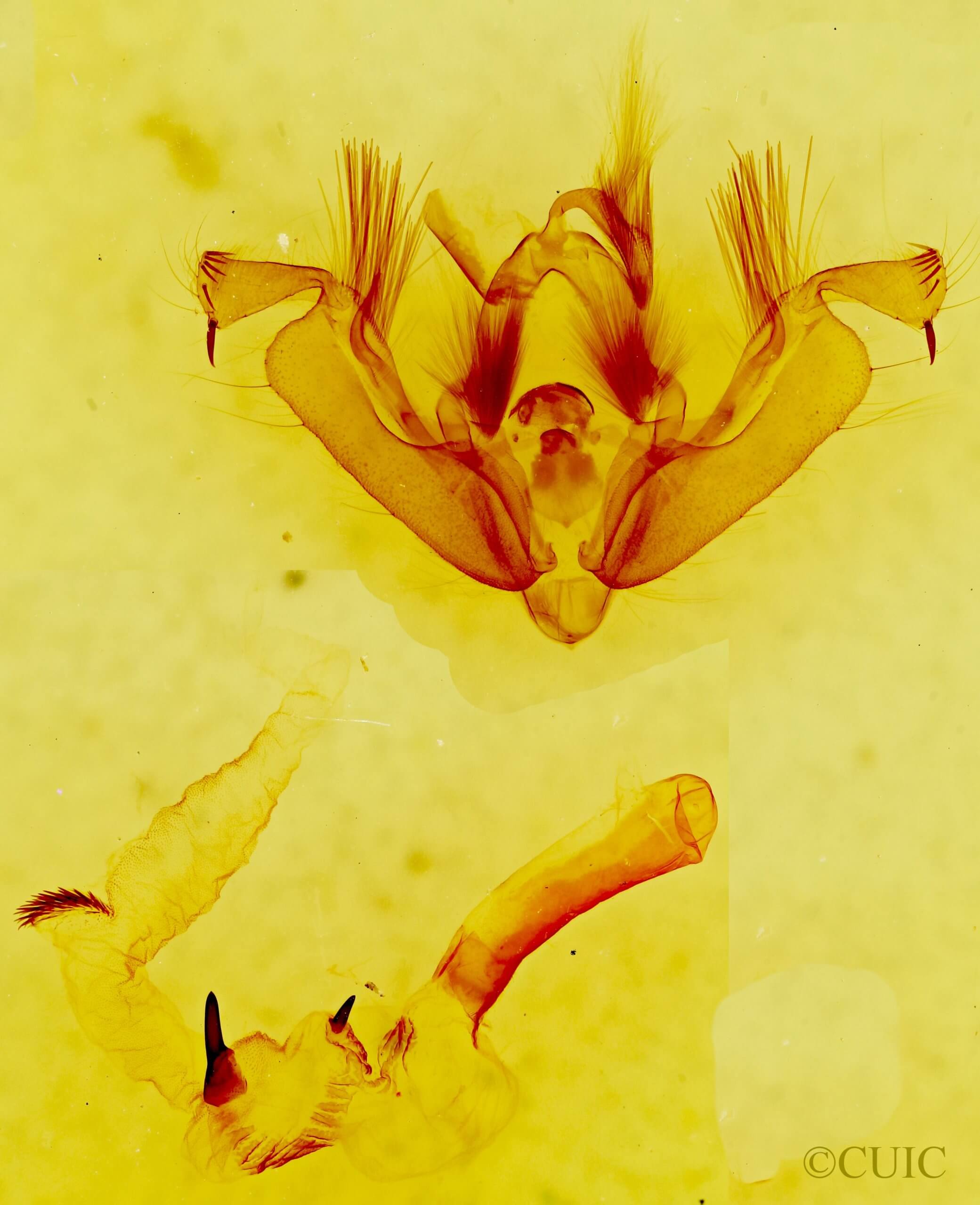 genitalia view of adult Hypotrix ocularis