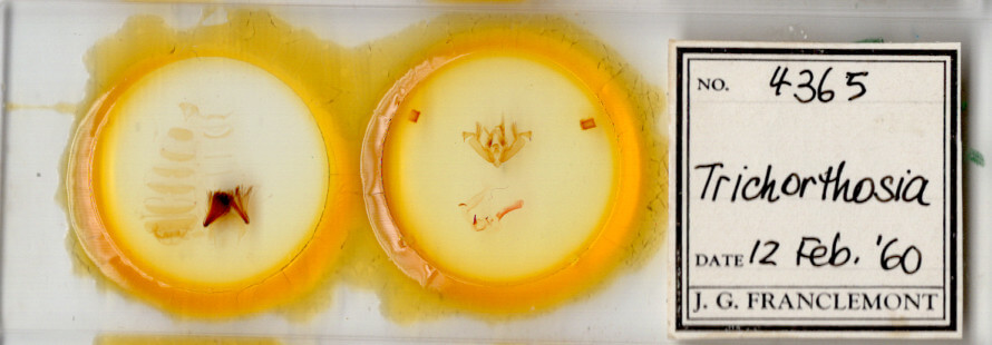 slide view of adult Hypotrix ocularis