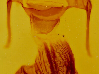 genitalia view of adult Hypotrix ocularis