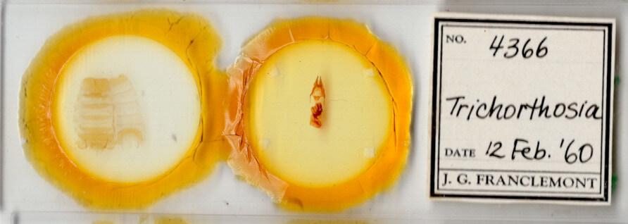 slide view of adult Hypotrix ocularis