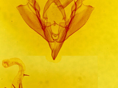 genitalia view of adult Hypotrix diplogramma