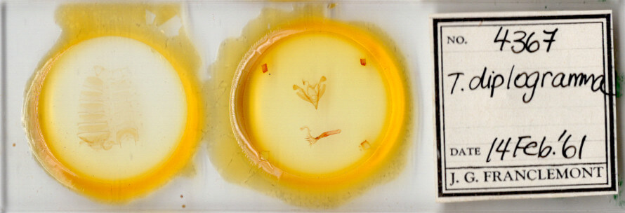 slide view of adult Hypotrix diplogramma