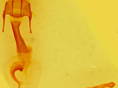 genitalia view of adult Hypotrix diplogramma