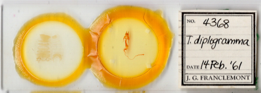 slide view of adult Hypotrix diplogramma