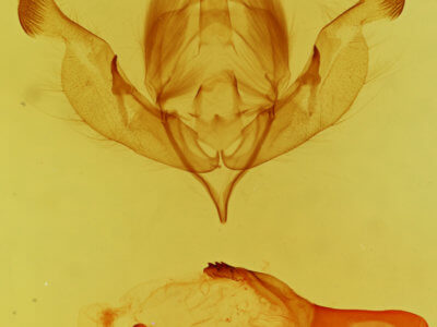 genitalia view of adult Properigea loculosa