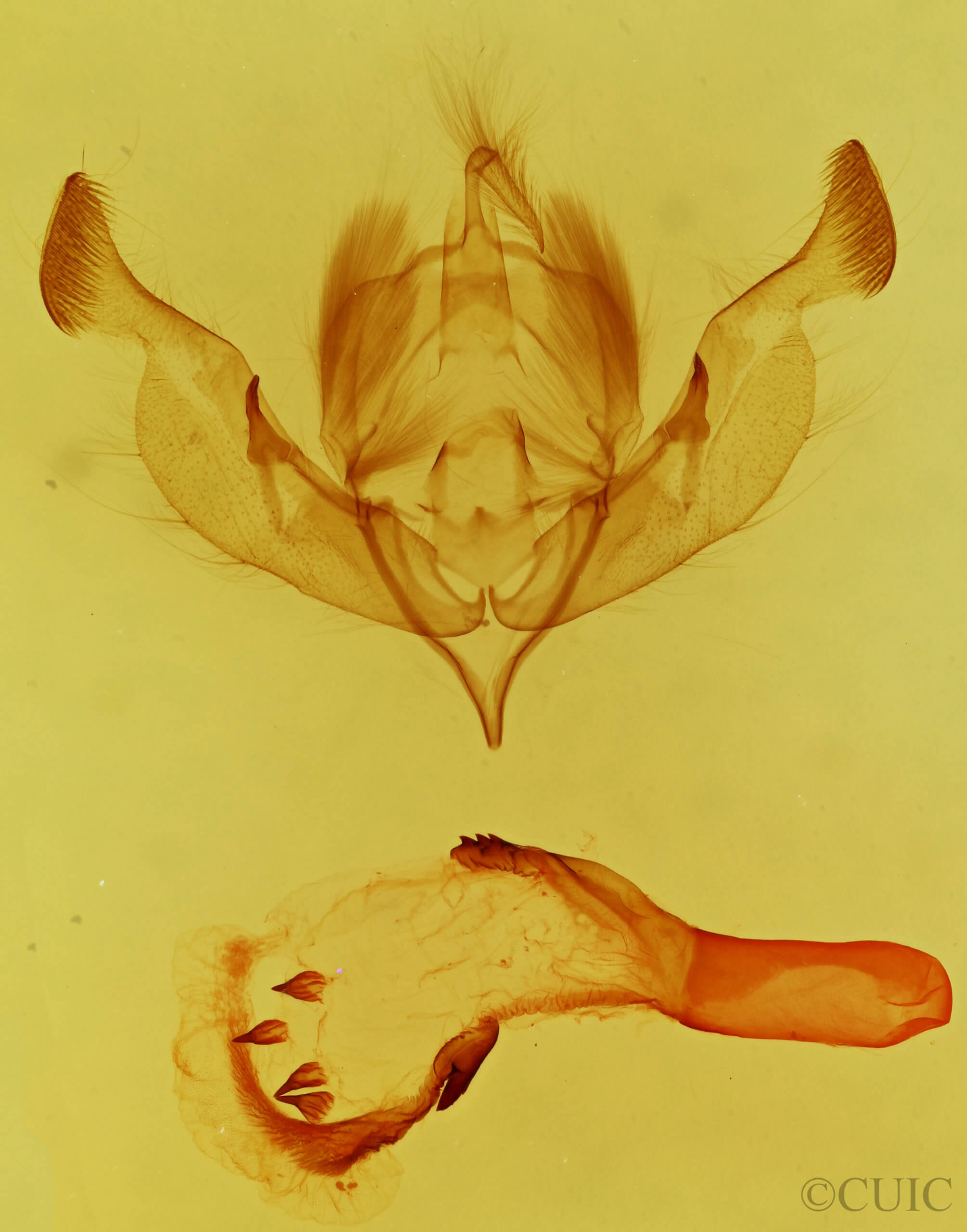 genitalia view of adult Properigea loculosa