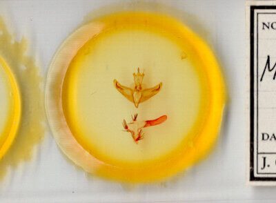 slide view of adult Miracavira brillians