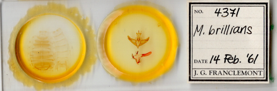 slide view of adult Miracavira brillians