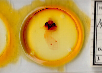 slide view of adult Miracavira brillians