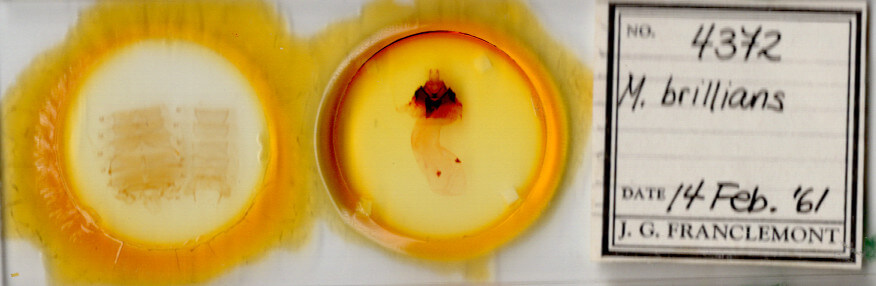 slide view of adult Miracavira brillians