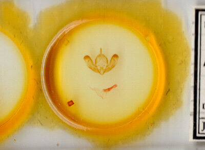 slide view of adult Lichnoptera gulo