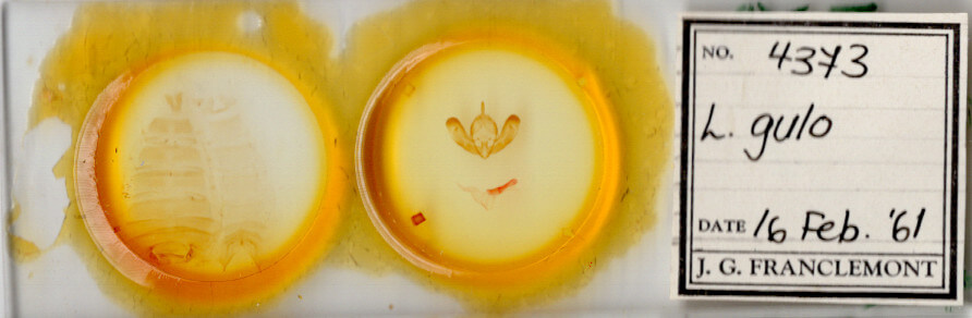 slide view of adult Lichnoptera gulo