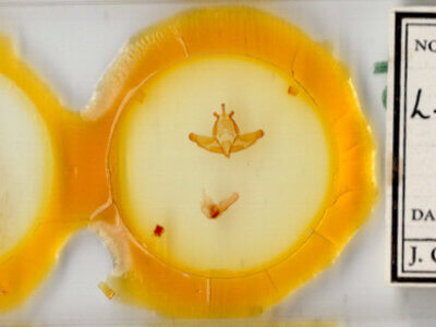 slide view of adult Lichnoptera decora