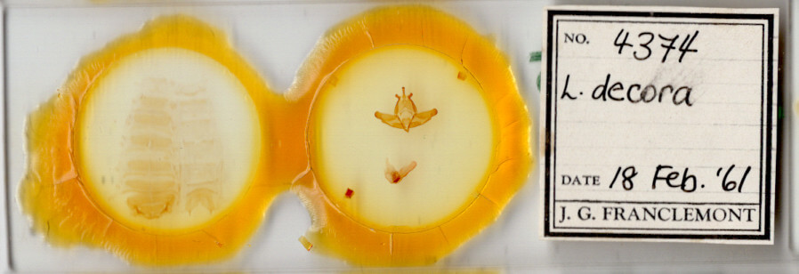 slide view of adult Lichnoptera decora