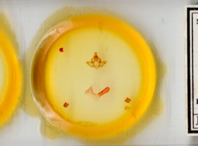 slide view of adult Pseudopanthea palata