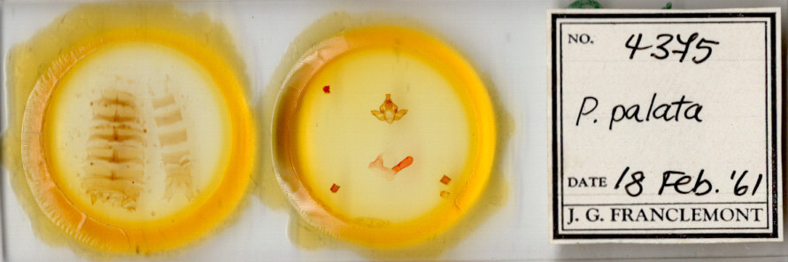 slide view of adult Pseudopanthea palata