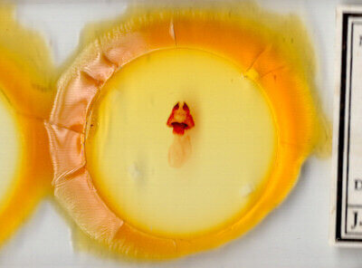 slide view of adult Pseudopanthea palata