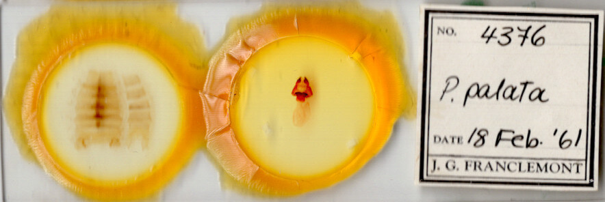 slide view of adult Pseudopanthea palata