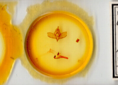 slide view of adult Charadra tapa