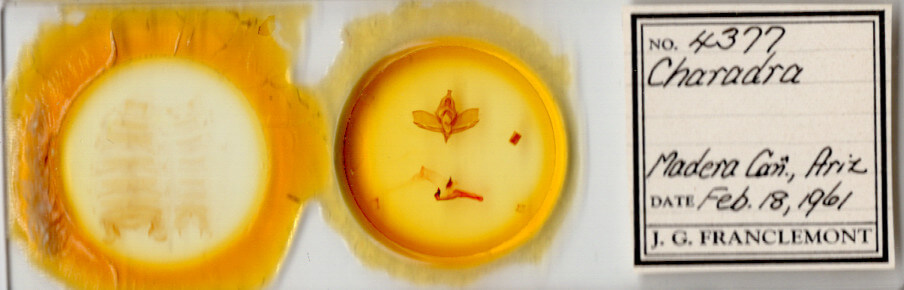 slide view of adult Charadra tapa