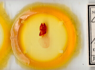 slide view of adult Charadra tapa