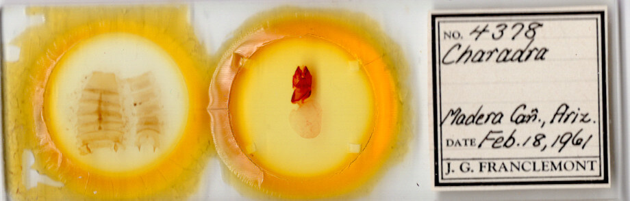 slide view of adult Charadra tapa