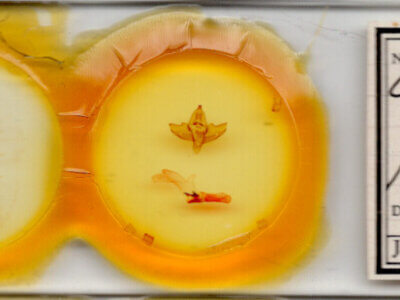 slide view of adult Charadra tapa