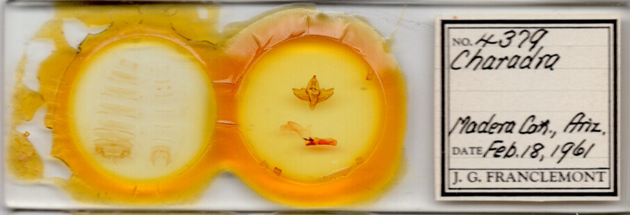 slide view of adult Charadra tapa