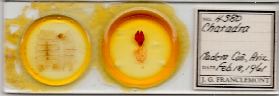 slide view of adult Charadra tapa