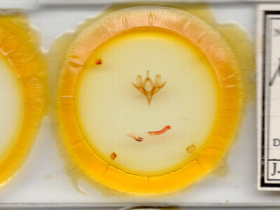 slide view of adult Meleneta antennata