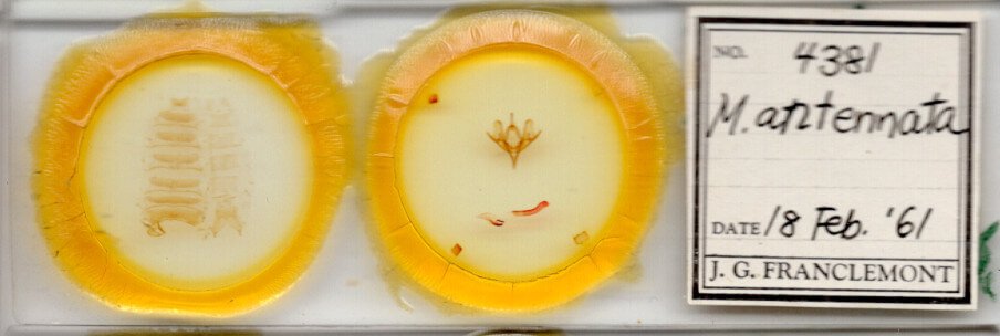 slide view of adult Meleneta antennata