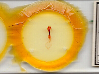 slide view of adult Meleneta antennata