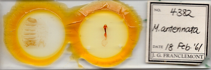 slide view of adult Meleneta antennata