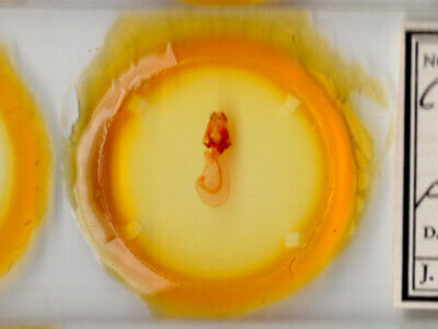 slide view of adult Charadra deridens