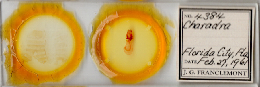 slide view of adult Charadra deridens