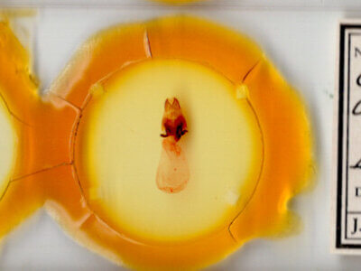 slide view of adult Charadra deridens