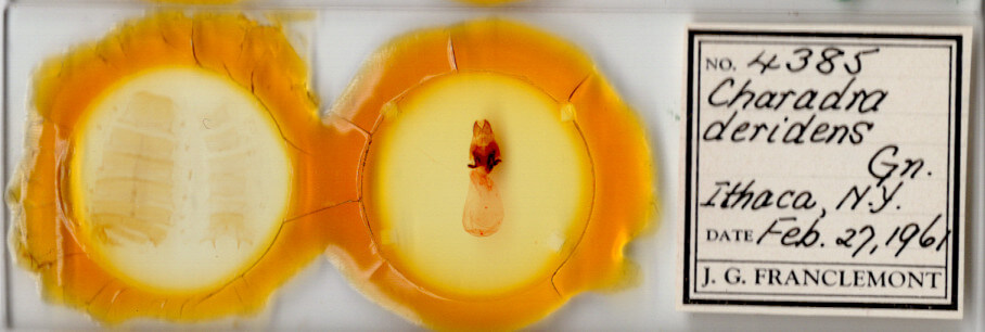 slide view of adult Charadra deridens