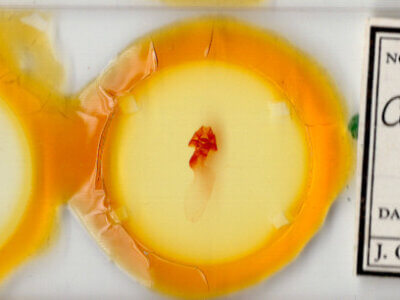 slide view of adult Colocasia flavicornis