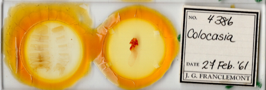 slide view of adult Colocasia flavicornis