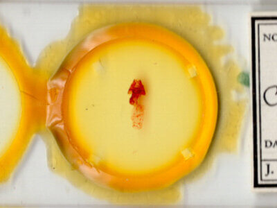 slide view of adult Colocasia flavicornis