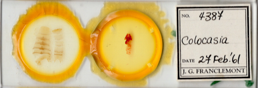 slide view of adult Colocasia flavicornis