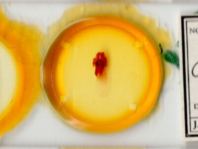 slide view of adult Colocasia propinquilinea