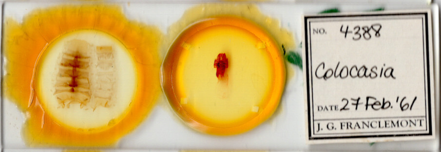 slide view of adult Colocasia propinquilinea