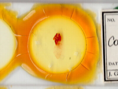 slide view of adult Colocasia propinquilinea