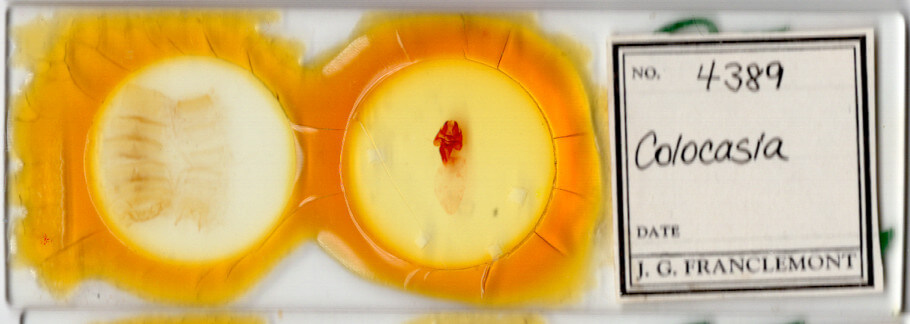 slide view of adult Colocasia propinquilinea