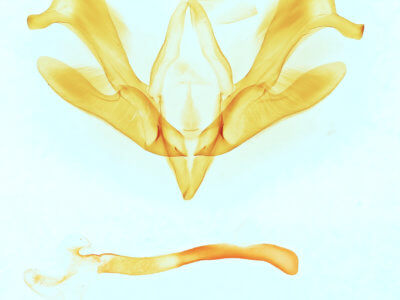 genitalia view of adult Ogdoconta rufipenna