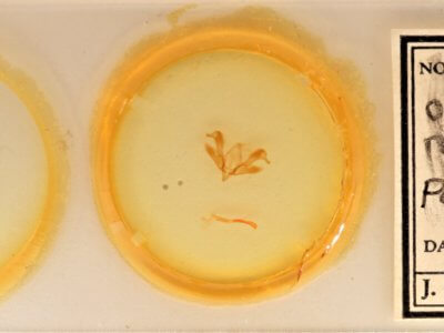 slide view of adult Ogdoconta rufipenna