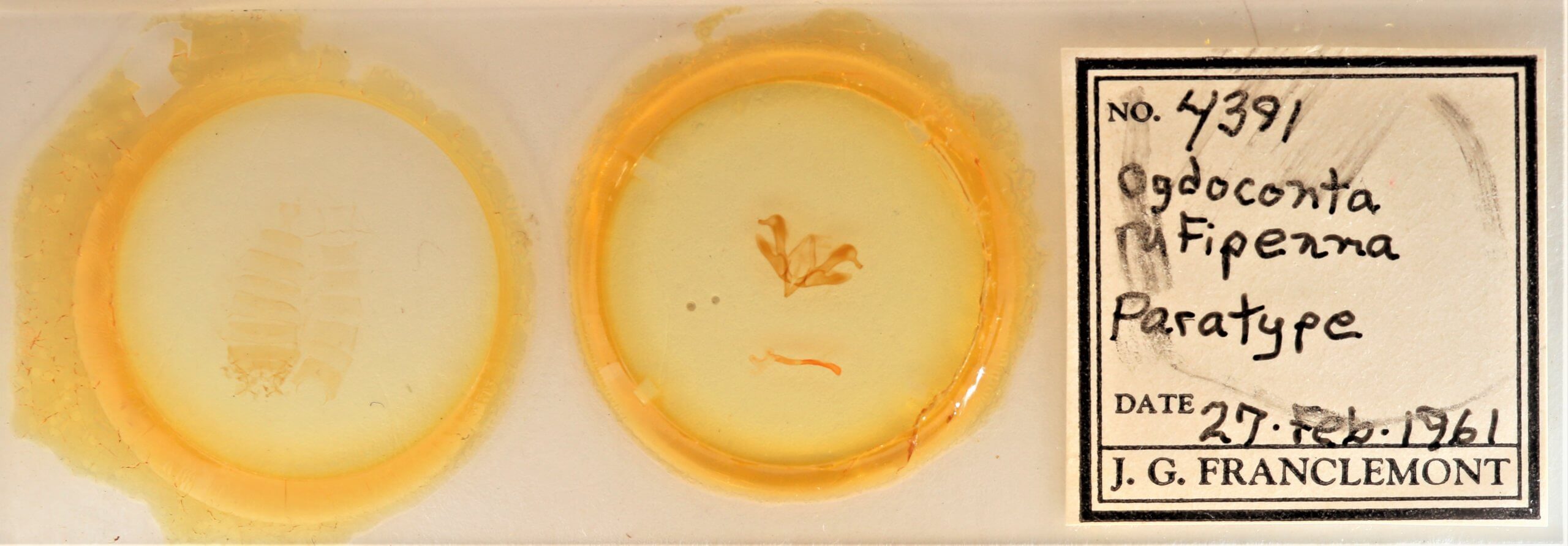 slide view of adult Ogdoconta rufipenna