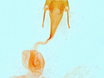 genitalia view of adult Ogdoconta rufipenna