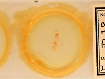 slide view of adult Ogdoconta rufipenna